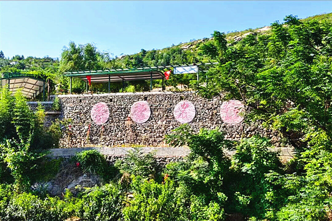 平邑金银花产区：一个地标企业的多视角样本